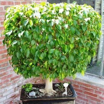 my ficus benjamini (bonsai centrum hanover 1950)