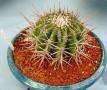 echinocactus ingens05