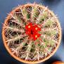 ferocactus stainesii03