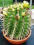 ferocactus townsendianus04