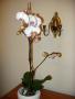 o doritaenopsis watercolor