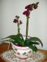 o phalaenopsis taiwanhybride01