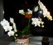 o phalaenopsis white